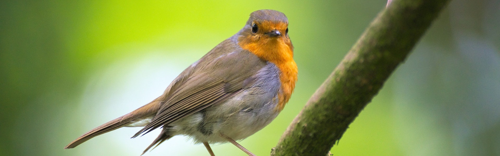Songbirds get more colourful the closer they live to the equator